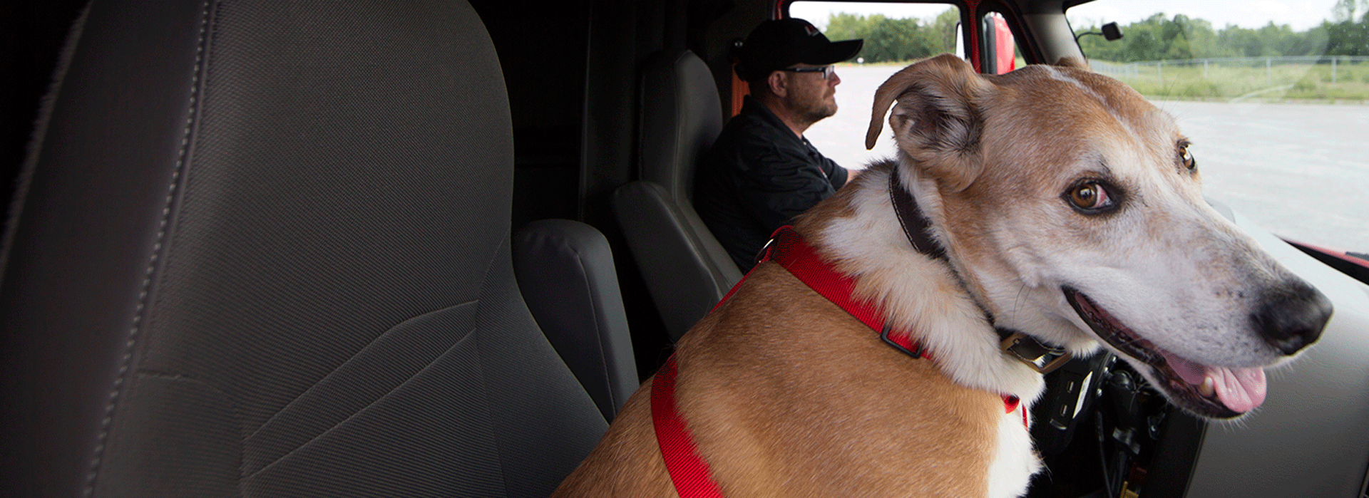 dog in passenger seat
